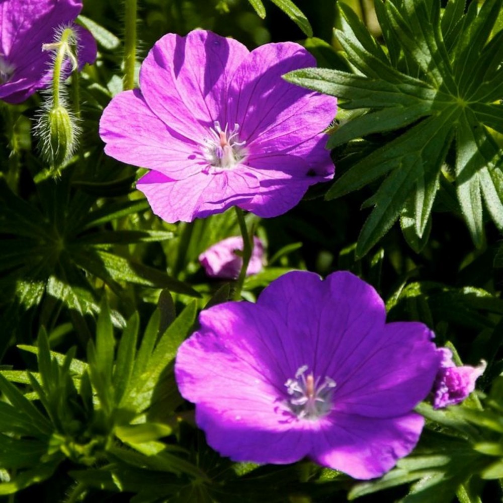 2 Géraniums Sanguin 'Compactum' (Geranium …