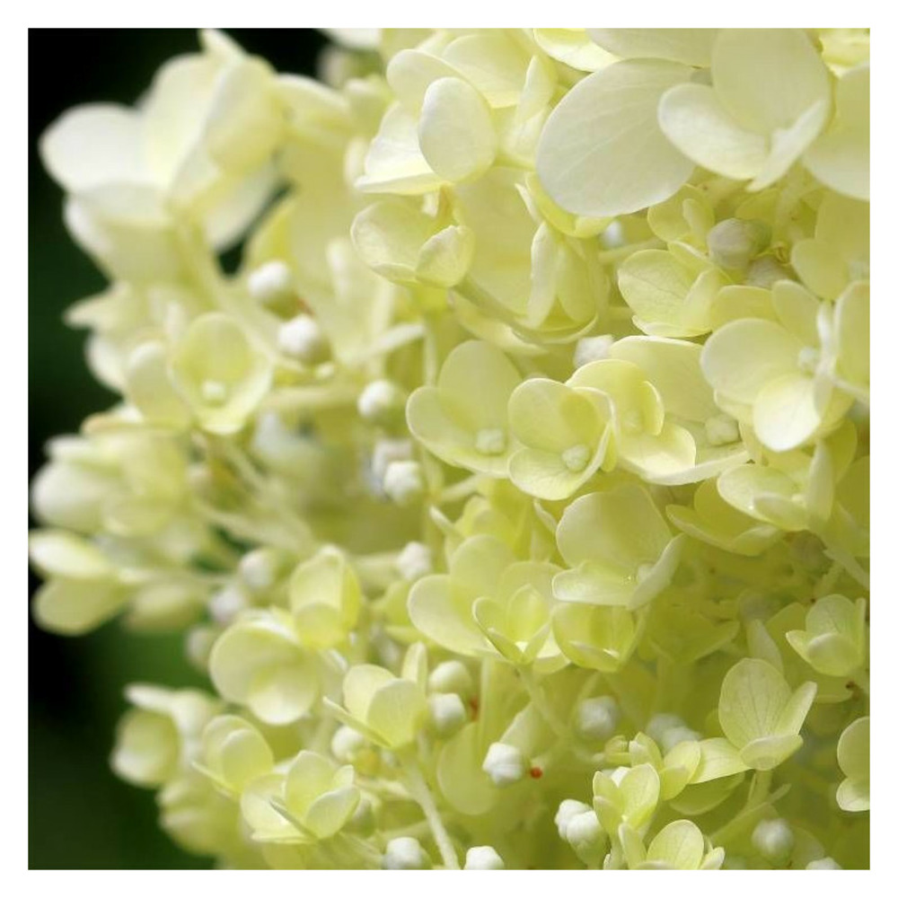 Hortensia paniculata little lime® 'jane', hydrangea paniculata pot de 7,5l - 60/80 cm