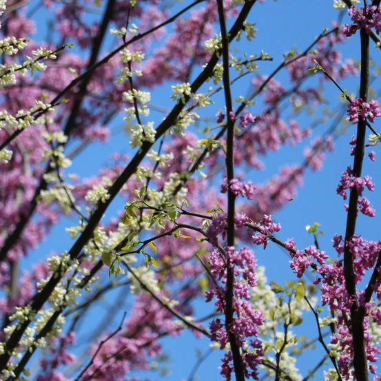 Cercis du canada vanilla twist, arbre de judée, gainier du canada pot de 15l - baliveau