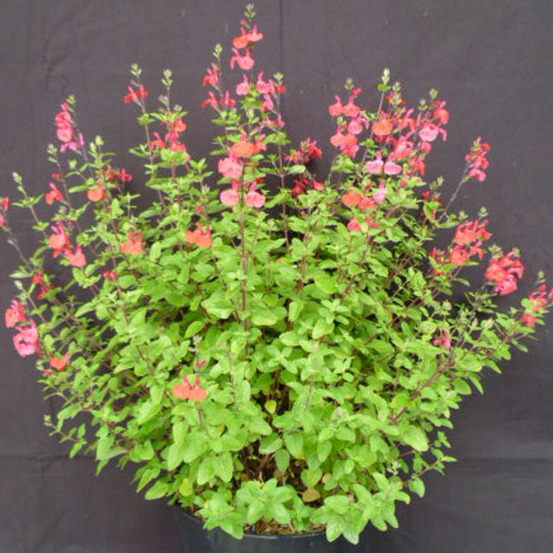 Sauge de graham pot de 4l - 40/60 cm