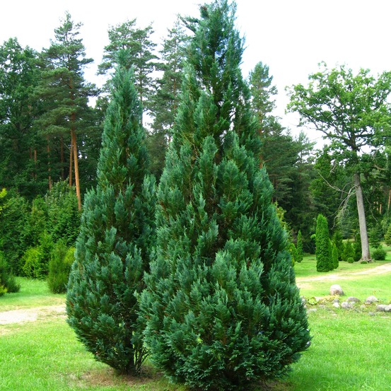 Cyprès de lawson 'columnaris' pot de 4l/5l