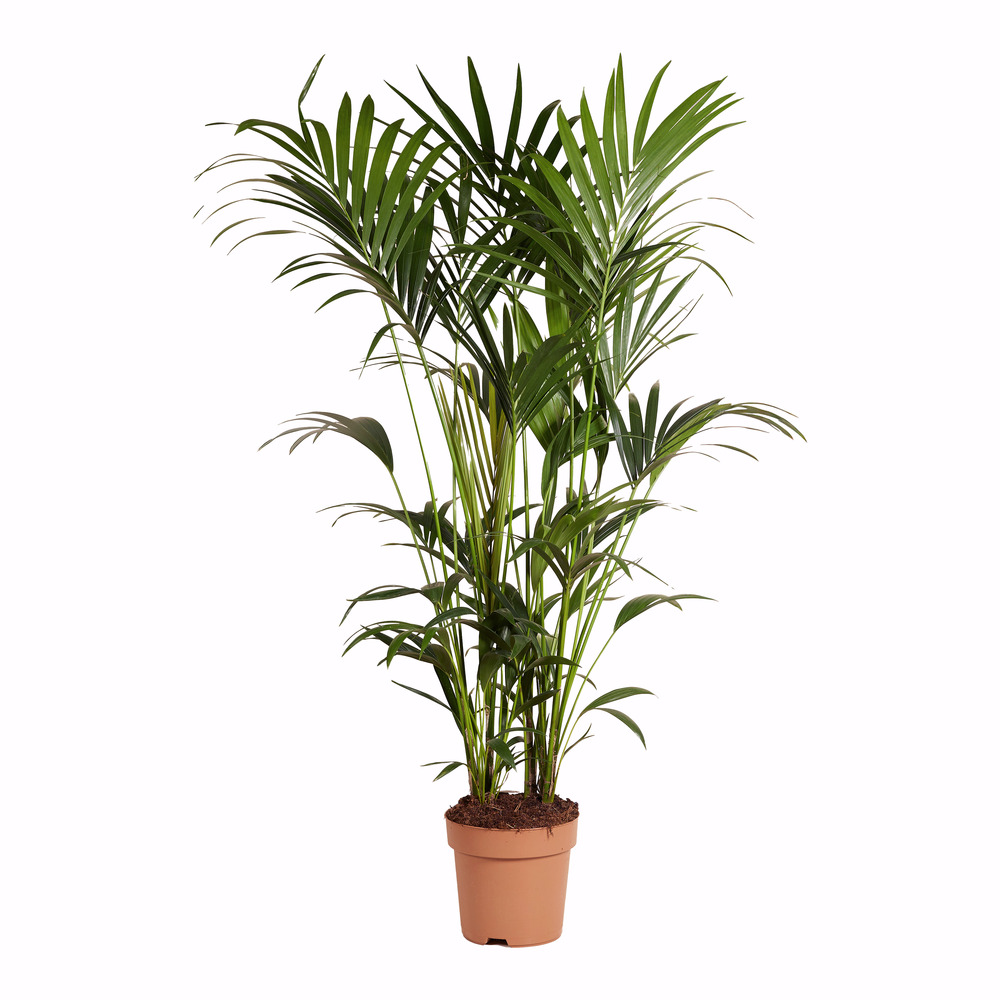 Howea forsteriana - palmier kentia - xxl - 150-170 cm - pot 27 cm