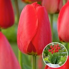 Tulipa red impression - bulbes de fleurs x20 - tulipe - rouge - tulips de la hollande