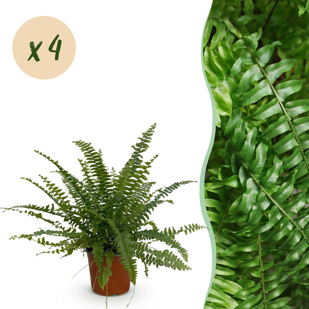 Nephrolepsis exaltata green lady - pet-friendly - pot de 12cm - hauteur 25-30cm - plantes d'intérieur