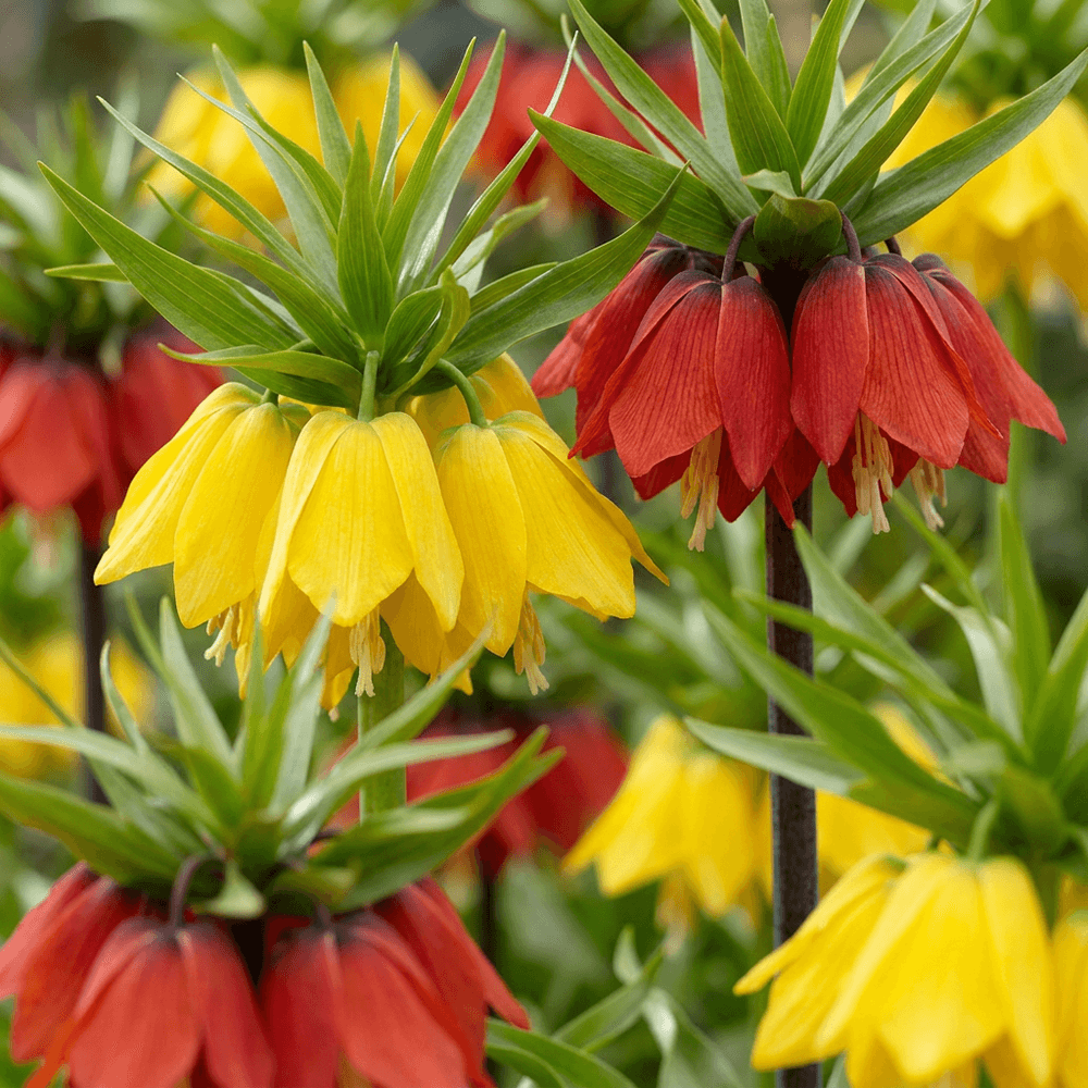 Fritillaire impériale en mélange (fritillaria) - floraison printanière - calibre 18/20 - 6 bulbes