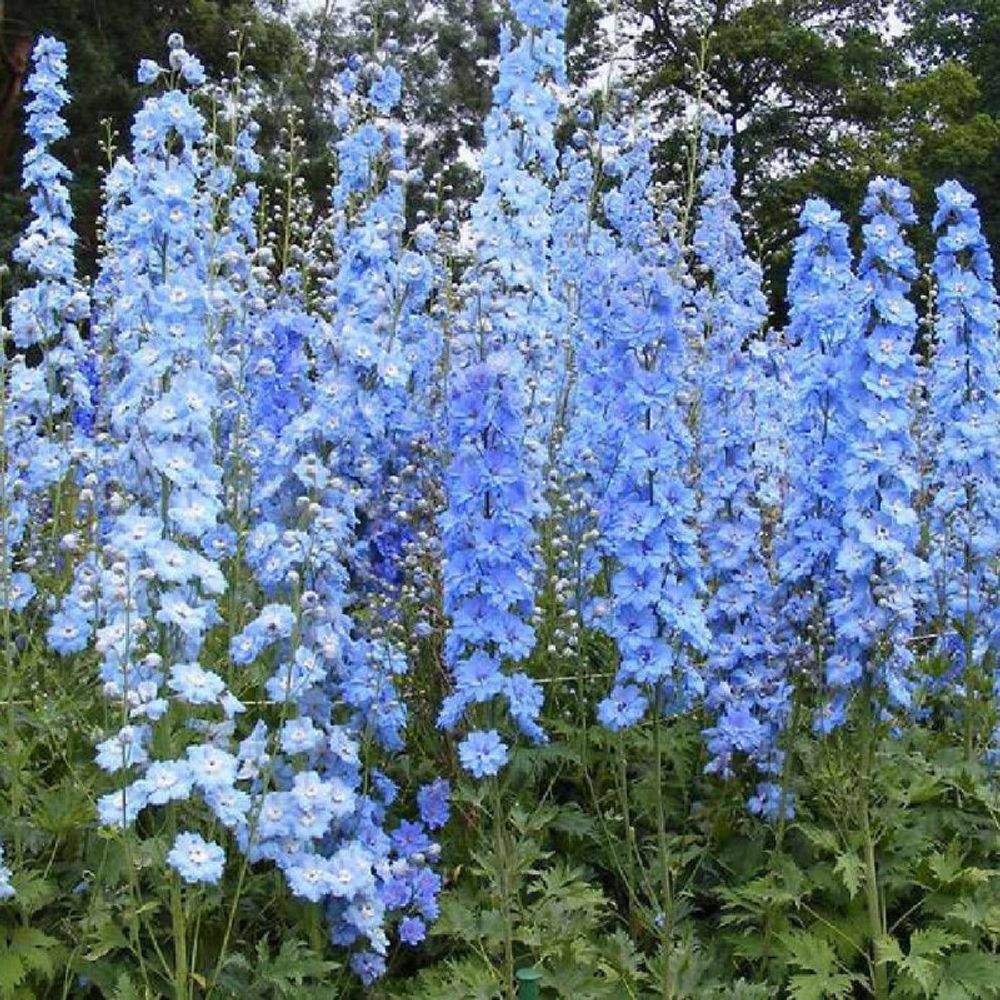 Pied-d'alouette summer skies, delphinium lot de 3 godets