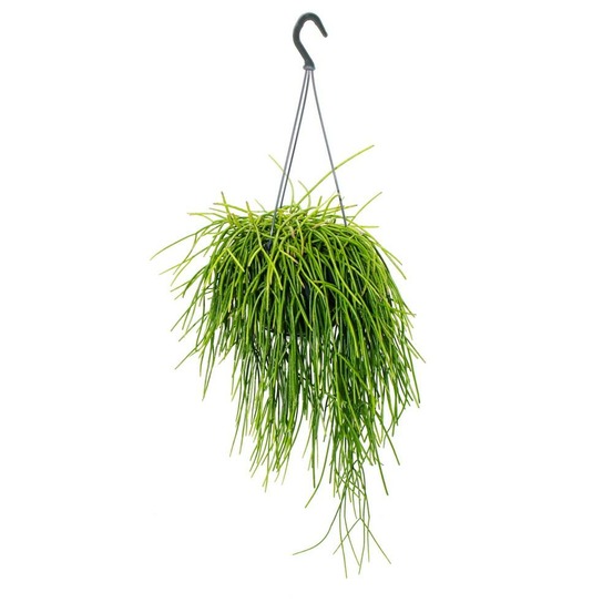 Urban jungle elegance - ambre de cactus moderne avec une superbe structure de feuilles - rhipsalis baccifera shaferi - 15cm