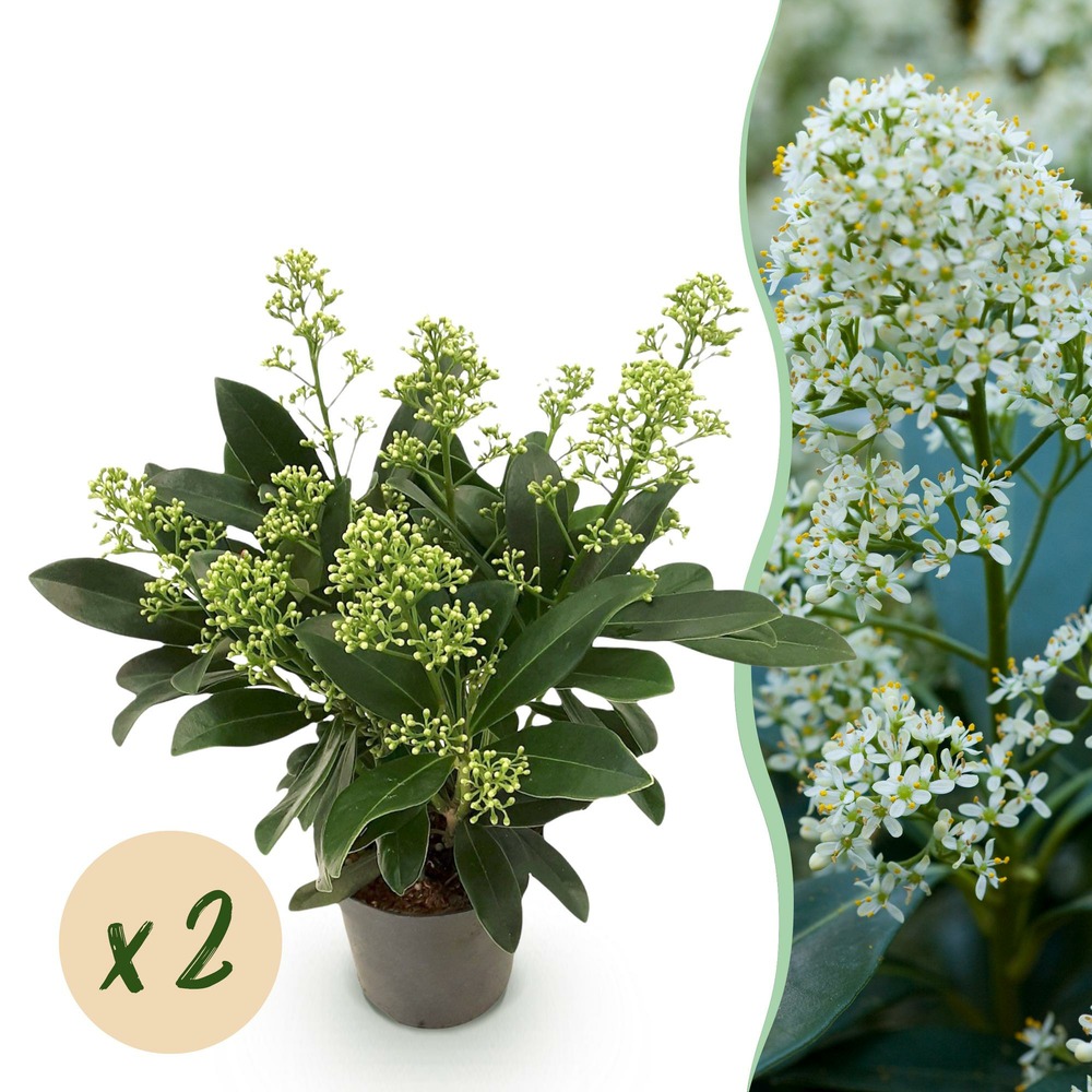 Skimmia japonica finchy – lot de 2 – pot 10,5 cm