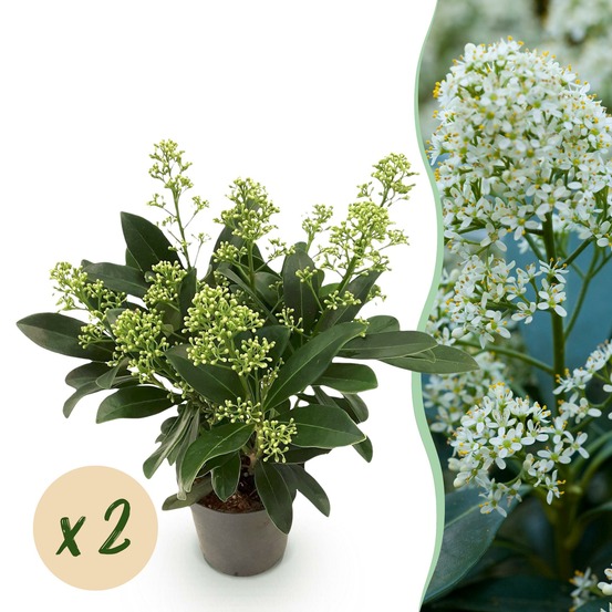 Skimmia japonica finchy – lot de 2 – pot 10,5 cm
