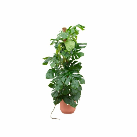 Monstera pertusum 150cm et son pot rose 30cm - hauteur 150cm