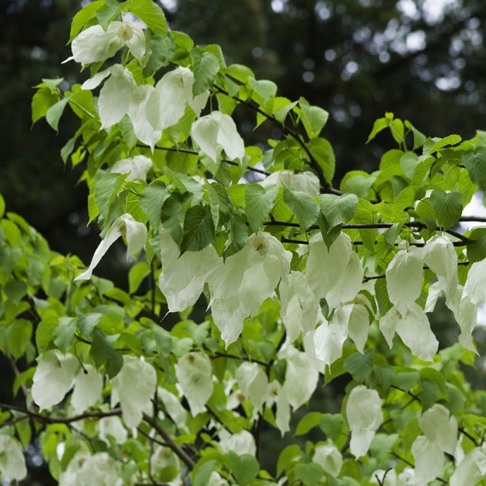 Arbre aux mouchoirs pot de 4l/5l