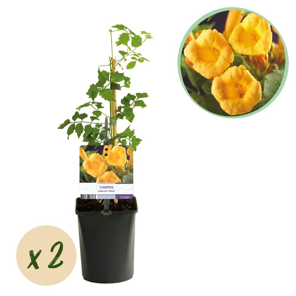 Bignone 'flava' - pot 11 cm - hauteur 40 cm