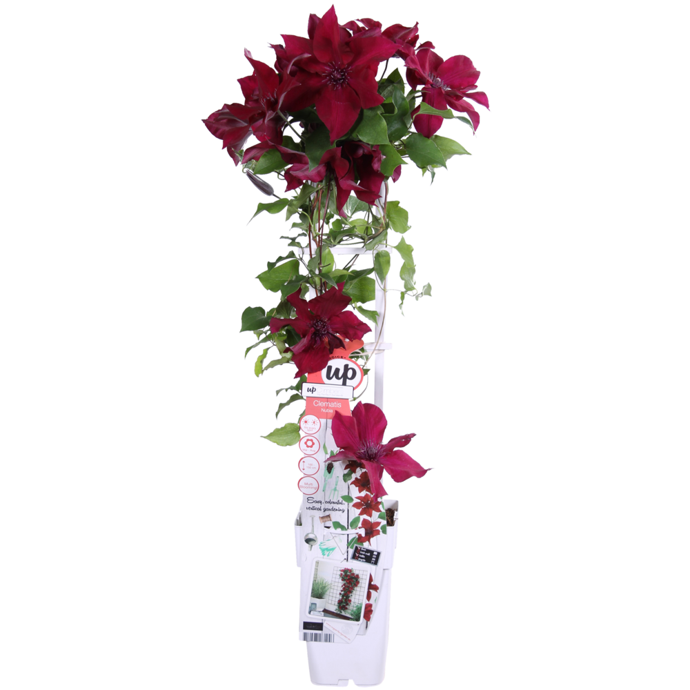 Clematis nubia - clematis evison rouge - h65 cm - ø15 cm