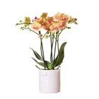 Orchidées colibri | orchidée phalaenopsis orange - jamaïque + pot décoratif en pot blanc - taille du pot 9cm - hauteur 40cm