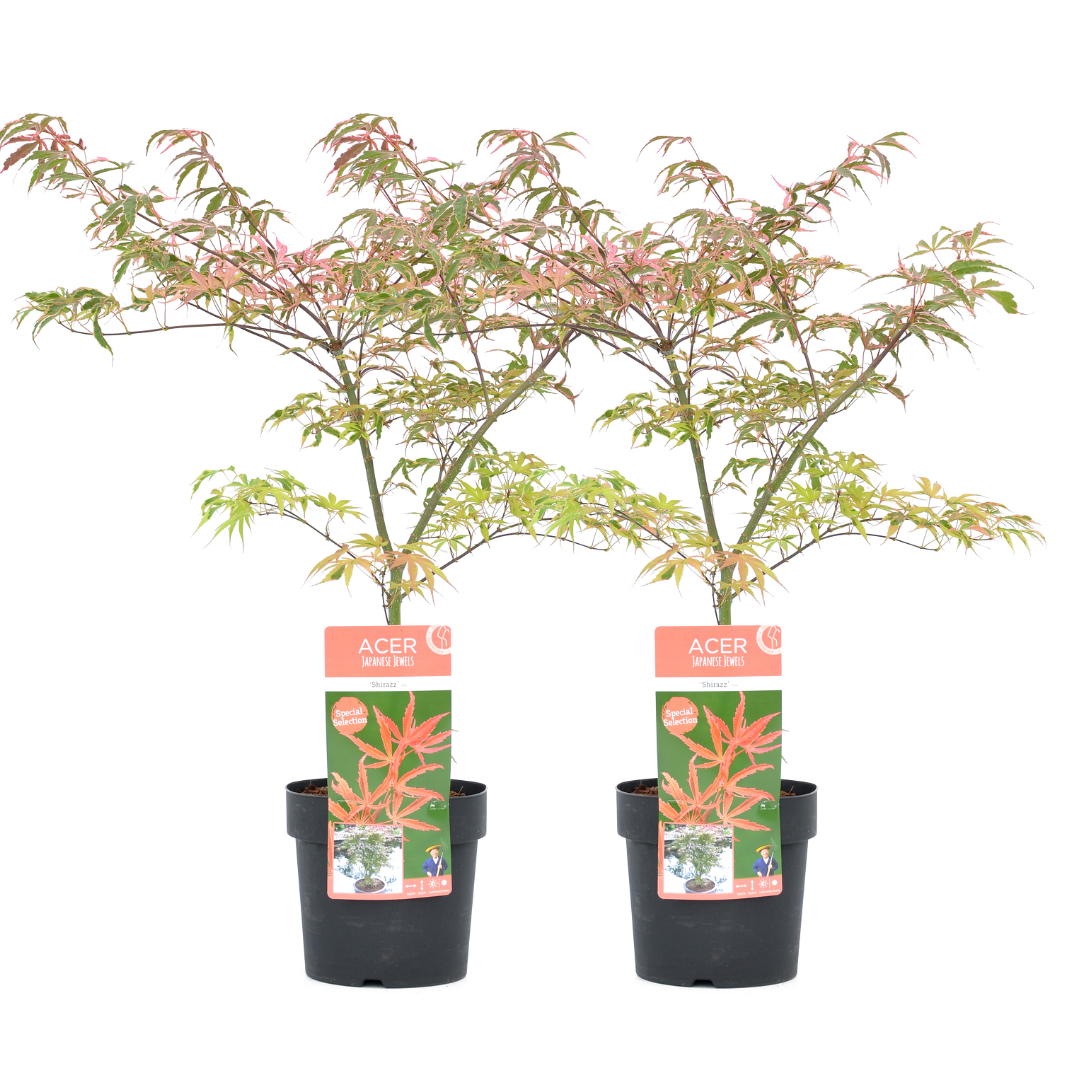 Acer palmatum 'shirazz' - 2x - erable japonais - rustique - plante de jardin - pot 19cm - hauteur 50-60cm