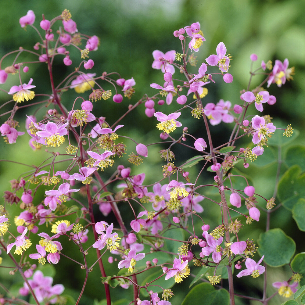 Pigamon de rochebrun - le pot / ø 9cm