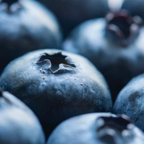 Myrtillier 'powderblue' (vaccinium ashei 'powderblue')