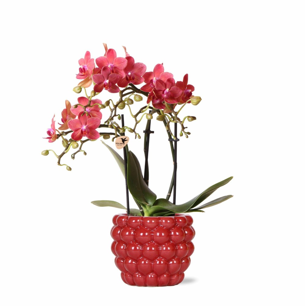 Orchidée phalaenopsis congo rouge et son pot framboise - hauteur 35cm