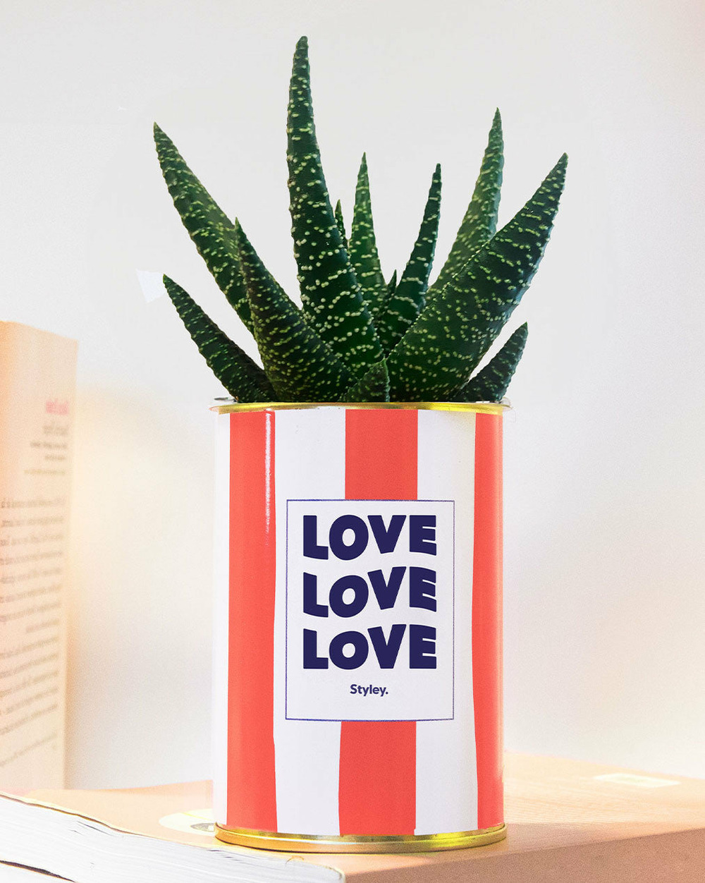 Plante à message - love love love - pot à rayures - plante grasse