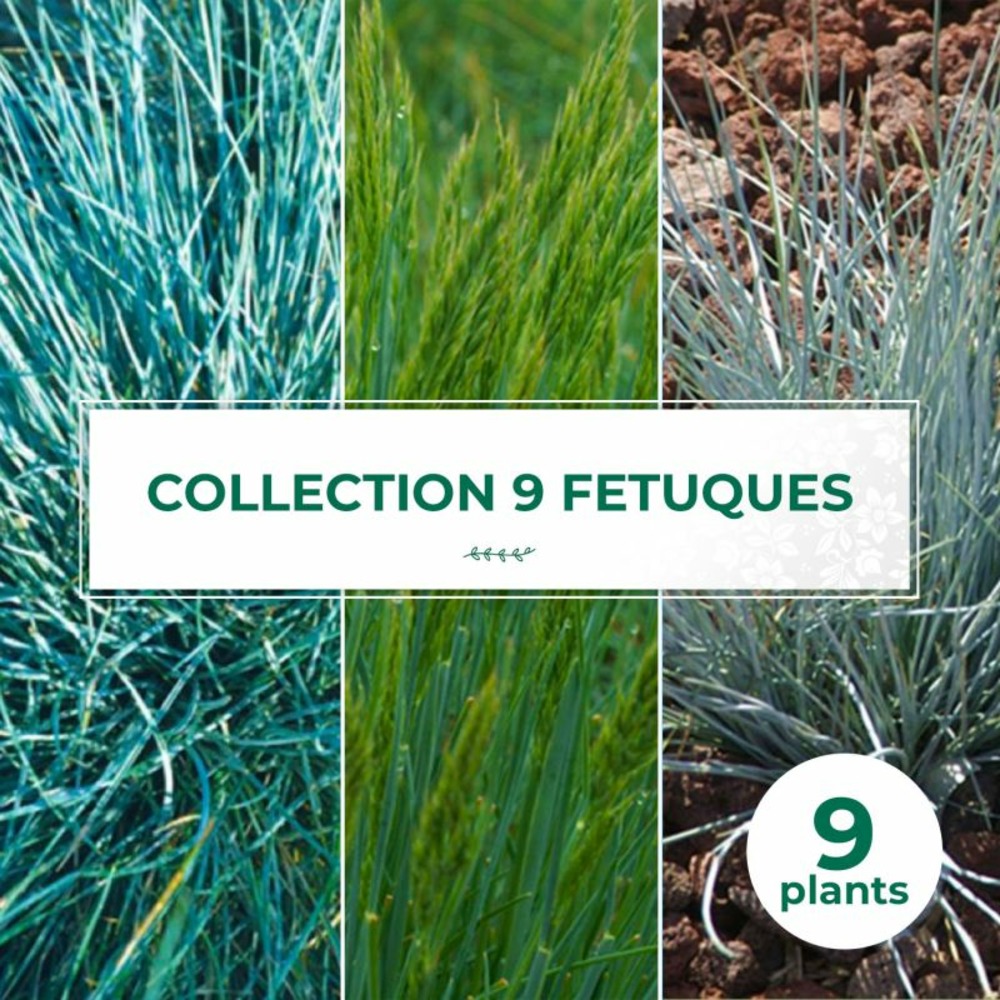 Collection de 9 fétuques