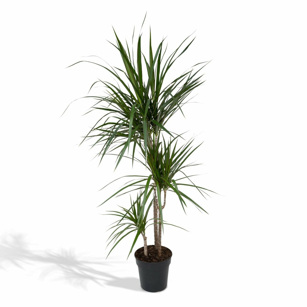 Dracaena marginata - h115 cm - ø21 cm