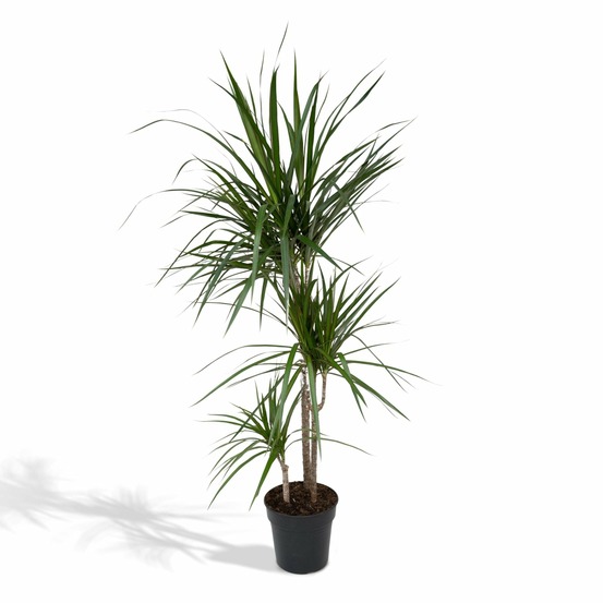 Dracaena marginata - h115 cm - ø21 cm