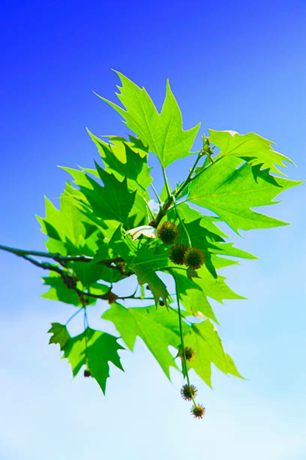 Platanus acerifolia - pot 15 l