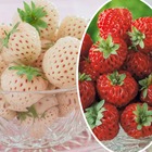 Collection de 4 fraisiers originaux, les 4 pots / ø 9cm / hauteur livrée environ 9cm
