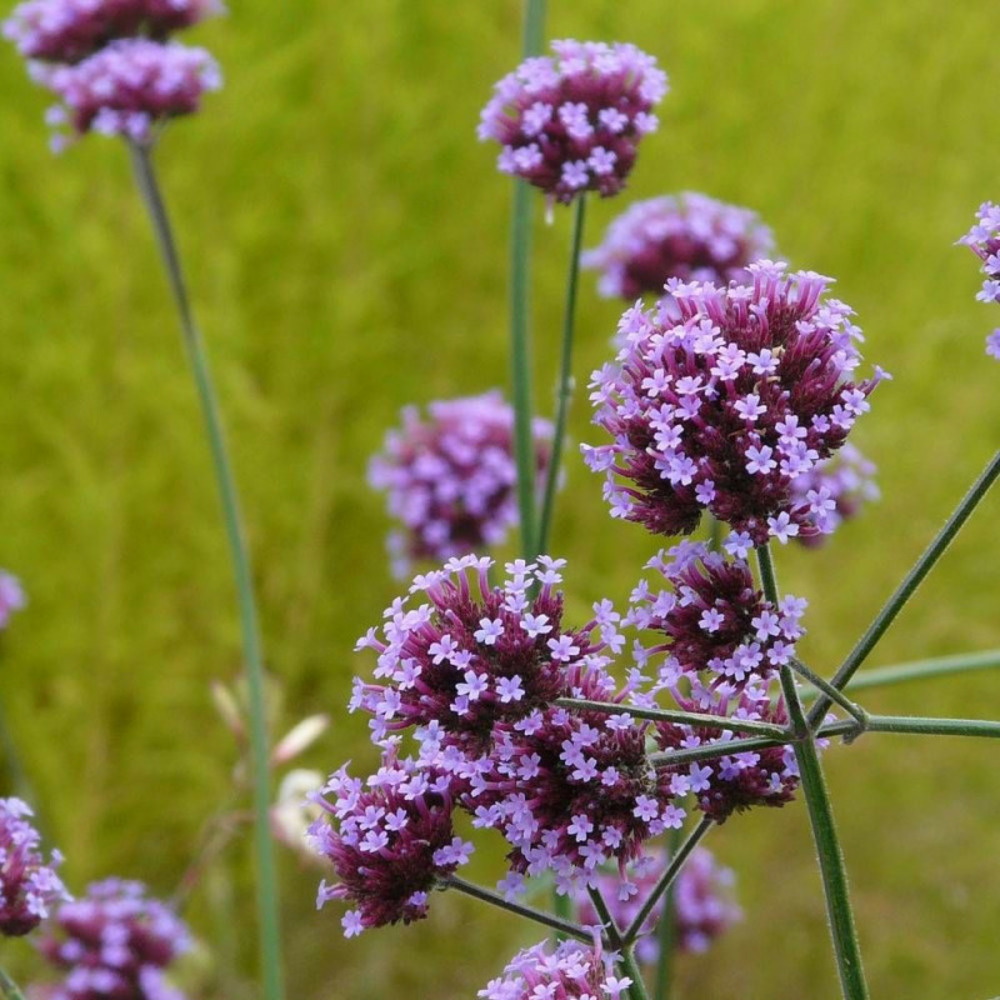 Verveine de buenos-aires blue violet pot de 3l - 20/40 cm