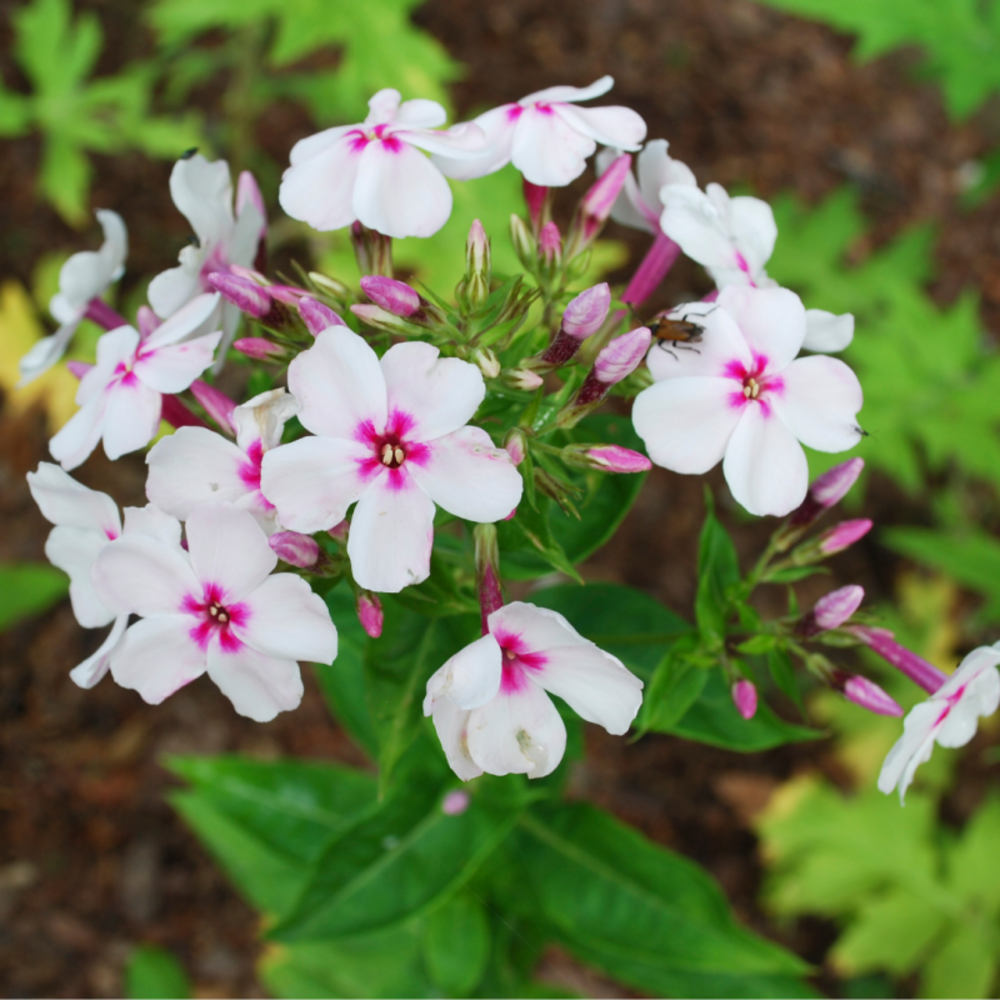 Phlox paniculata europa - 10 cm godet de 9 cm - rose