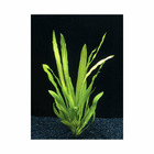 Plante aquatique : Echinodorus Uruguayensis XL en pot