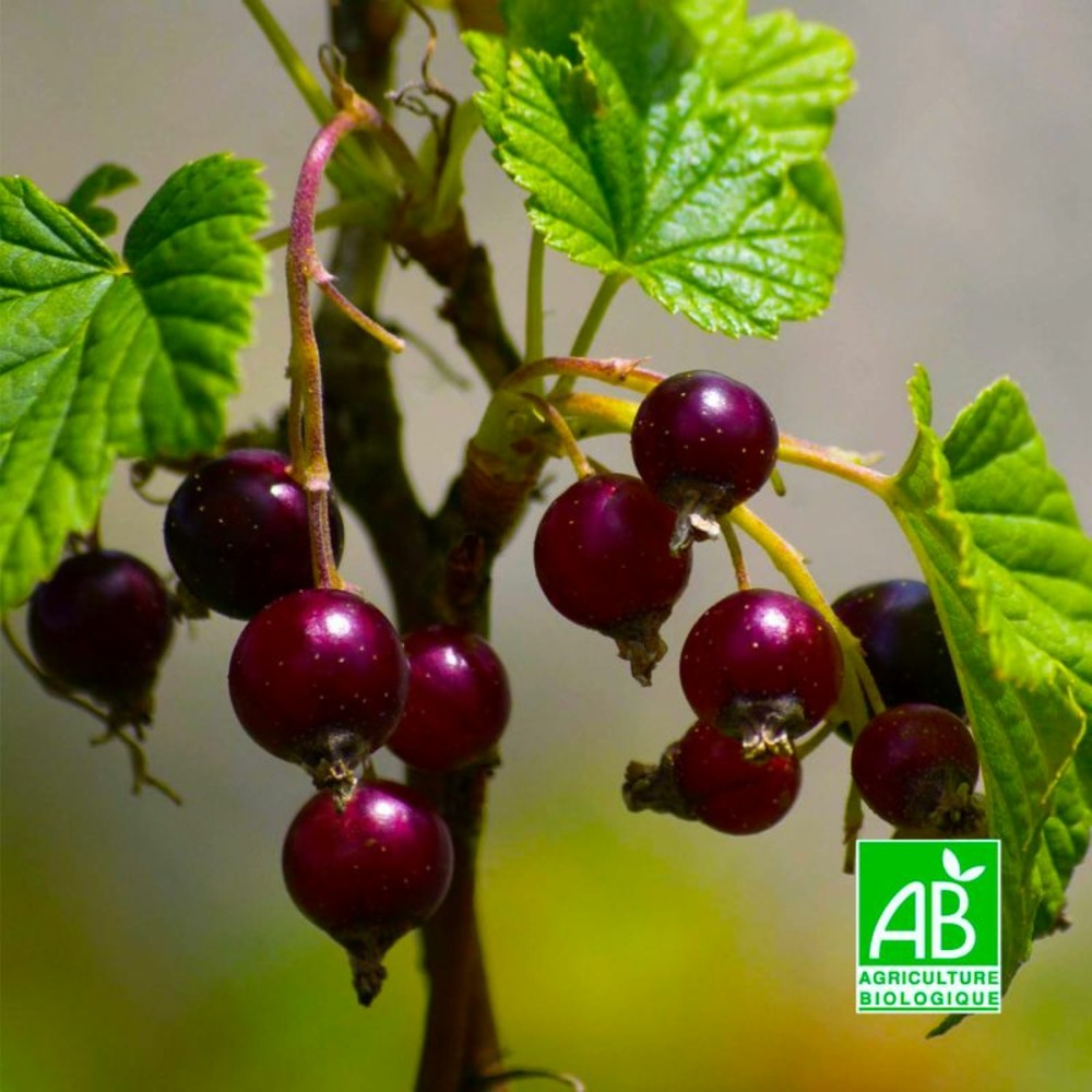 Casseille 'Josta'…