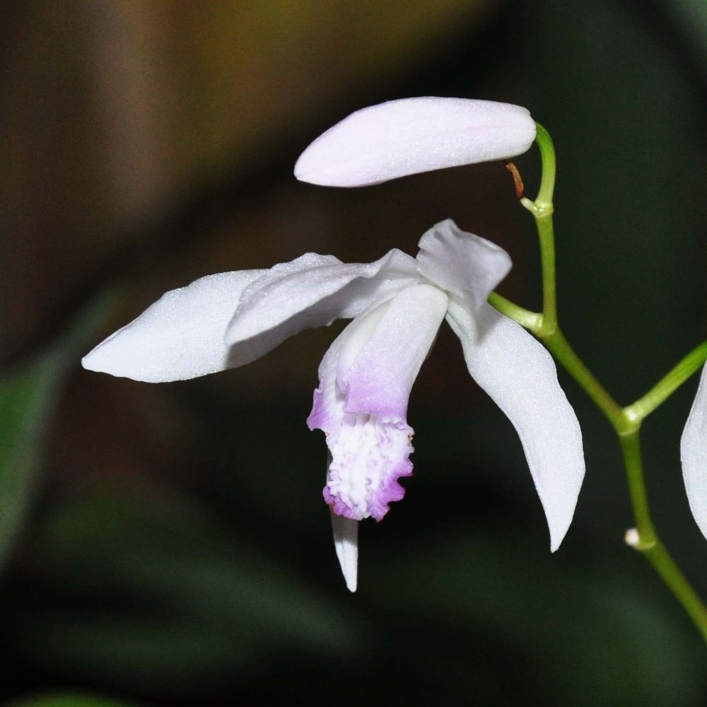 Orchidée jacinthe 'kuchi-beni' godet de 8/9 cm calibre i