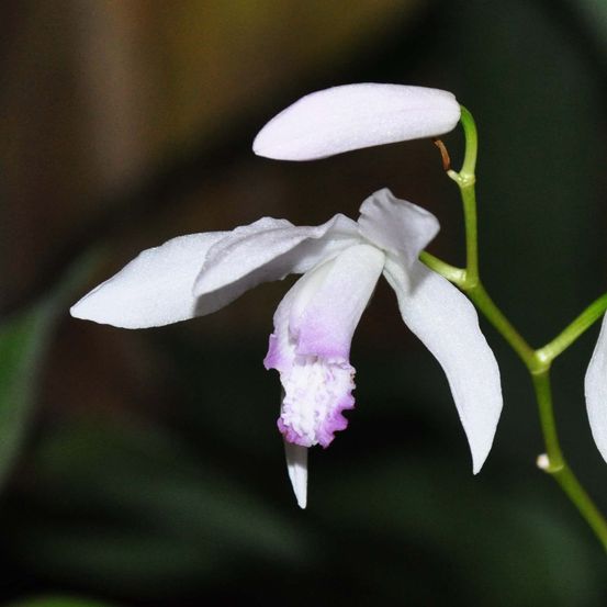 Orchidée jacinthe 'kuchi-beni' godet de 8/9 cm calibre i