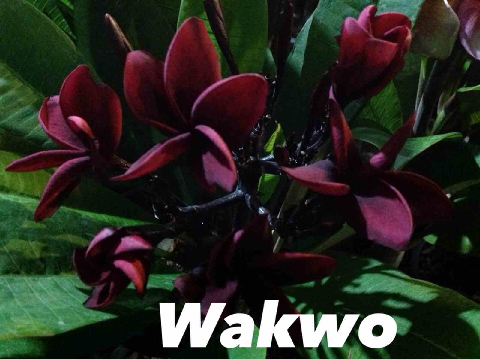 Plumeria rubra "wakwo" (frangipanier) taille pot de 2 litres ? 20/30 cm -   violet