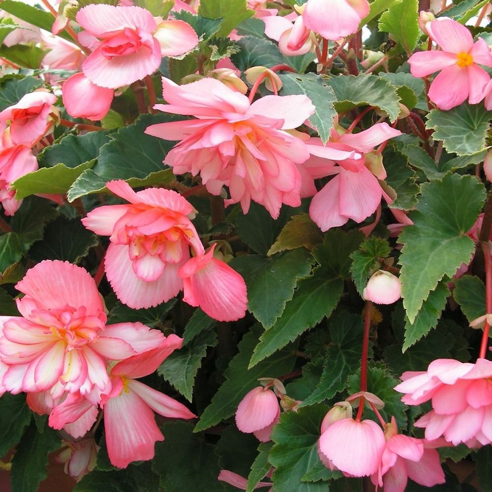 Bégonia 'chanson pink and white bicolor' le sachet de 30 graines environ