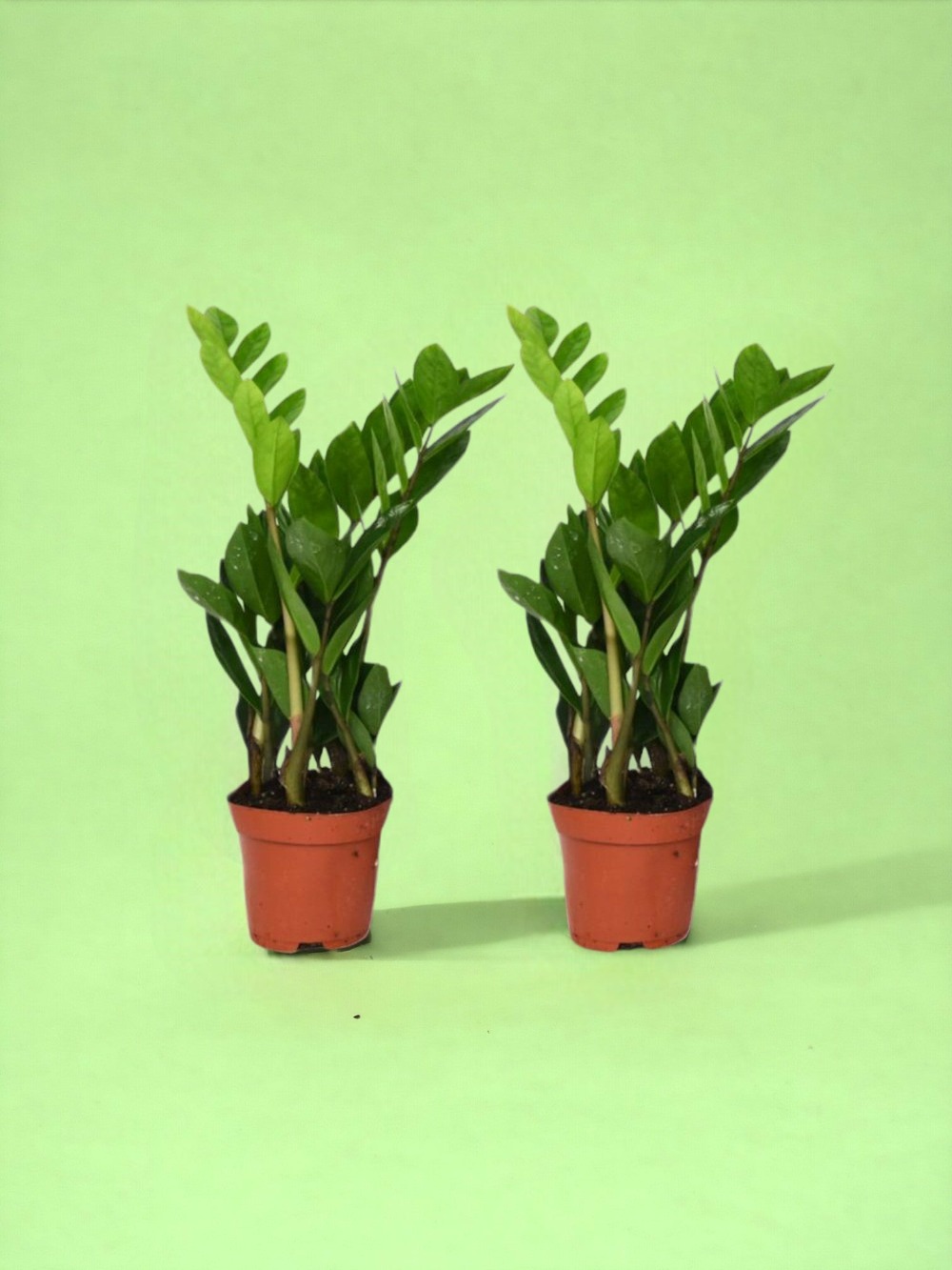 Duo de zamioculcas zamiifolia