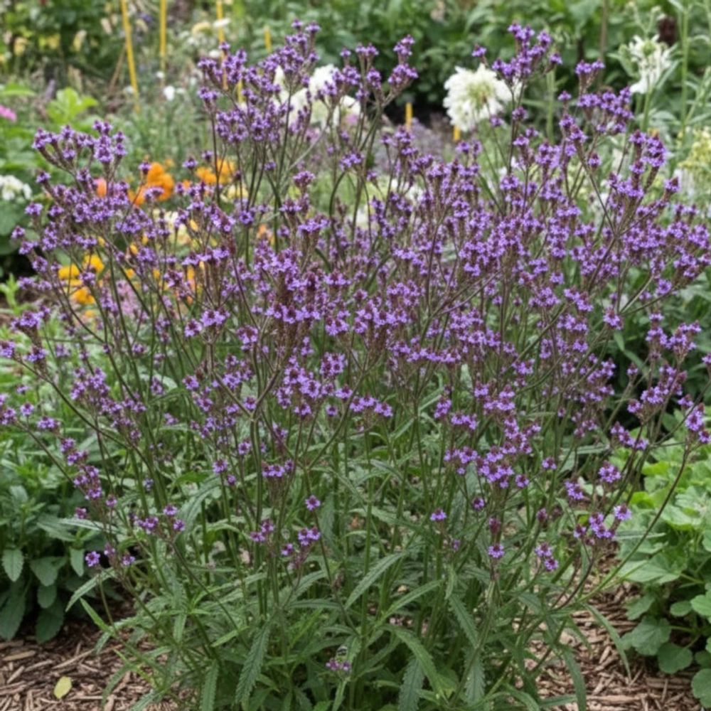 Verveine du nouveau-mexique lot de 3 godets