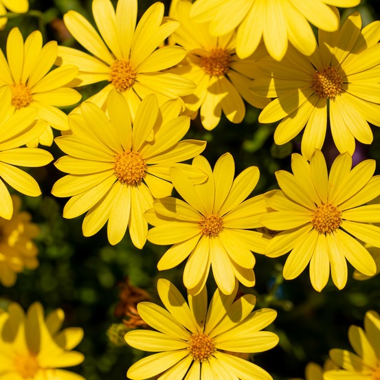 Marguerite du cap jaune - oestospermum - le pot / ø 10,5cm