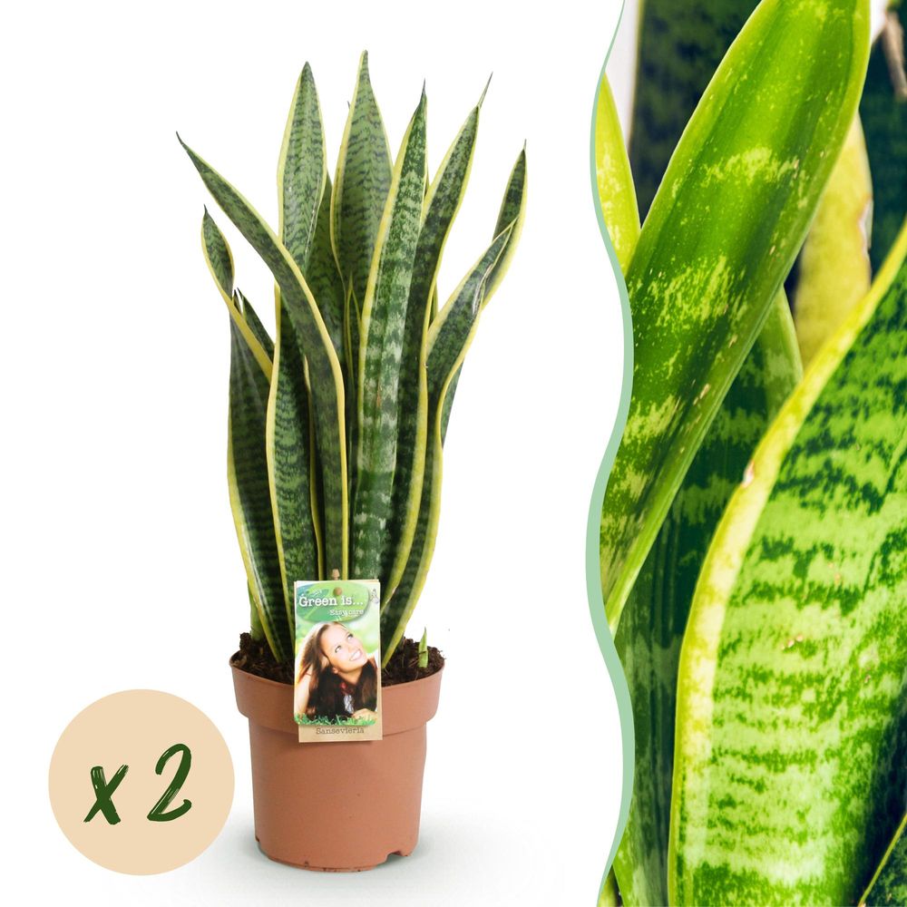Sansevieria laurentii - langue de belle-mère - lot de 2 plantes - pot de 17cm - hauteur 60-70cm