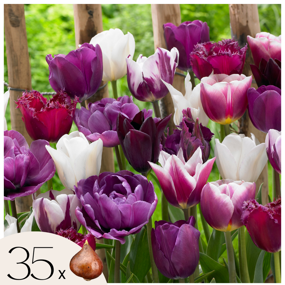 Tulipe - set de 35 - tulipa 'blueberry' - bulbes à fleurs - violet