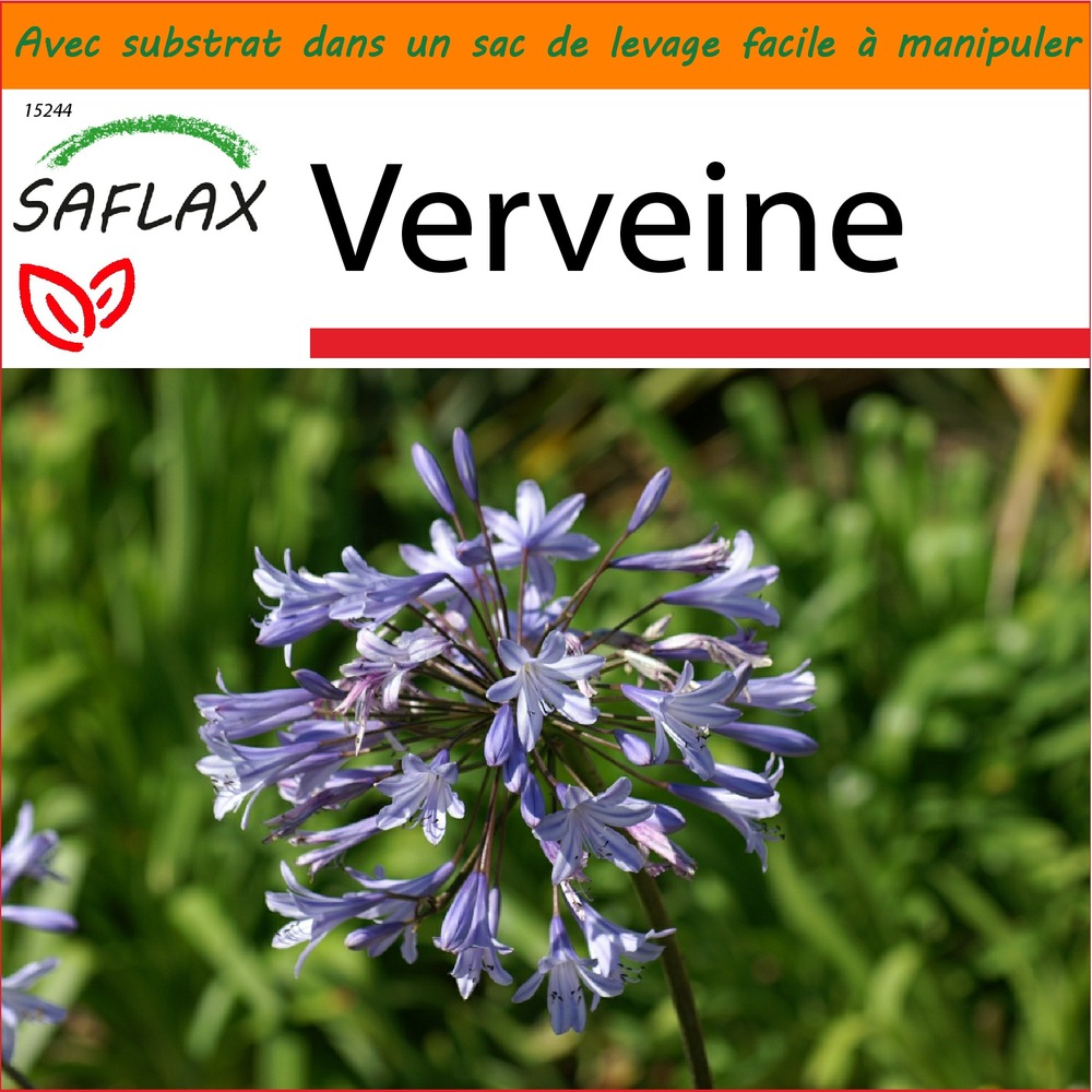 Garden in the bag - verveine - 250 graines - verbena officinalis