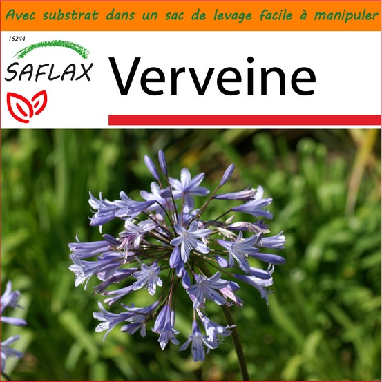 Garden in the bag - verveine - 250 graines - verbena officinalis