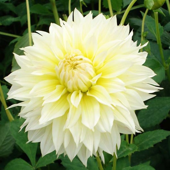 Dahlia décoratif 'canary fubuki' bulbe calibre i