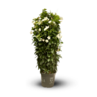 Dipladenia triple arceau - plante fleurie - ↕ 110-120 cm - ⌀ 29 cm - plante d'intérieur & extérieur - fleur blanche