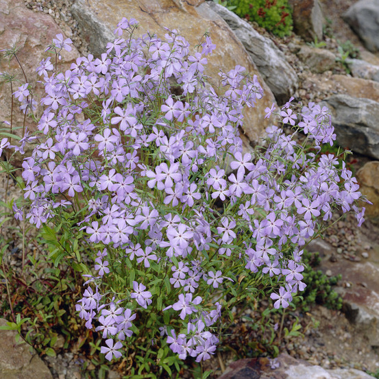 Phlox rampant blue ridge - le pot / ø 9cm, vendu par lot de 4