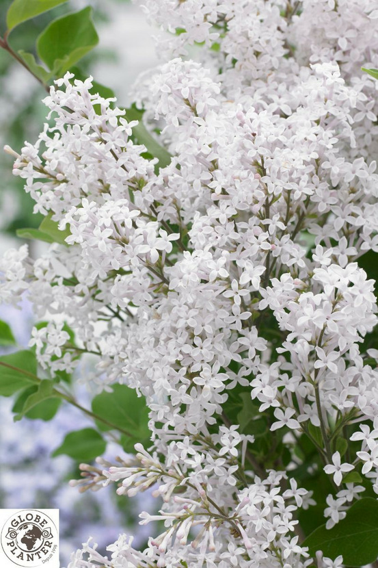 Lilas nain flowerfesta ? White' - en pot de 3 litres