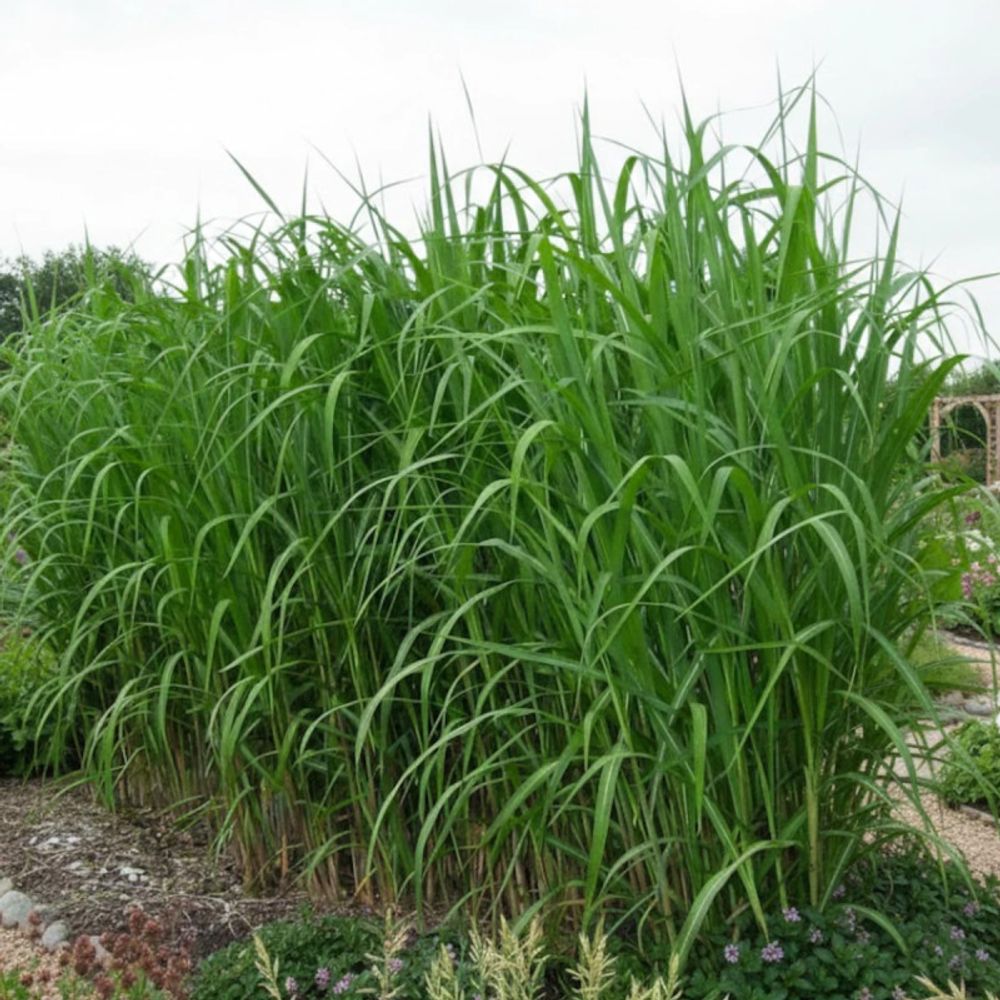 Miscanthus, roseau de chine giganteus lot de 9 godets