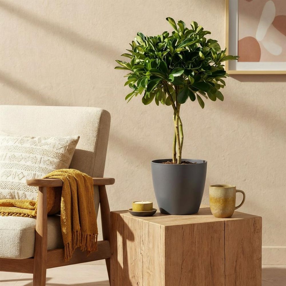 Schefflera gold capelle - pot de 21cm - hauteur 70-81cm
