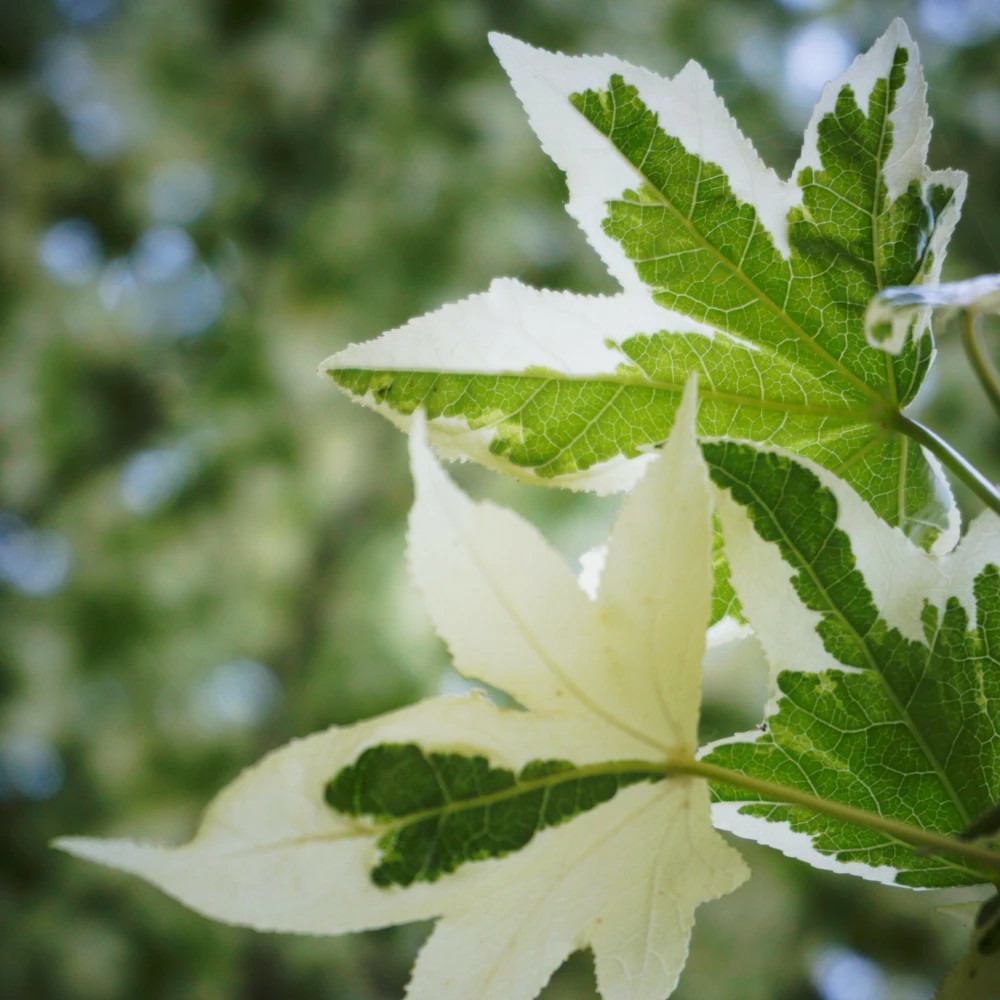 Copalme d'amérique silver king, liquidambar pot de 15l - baliveau